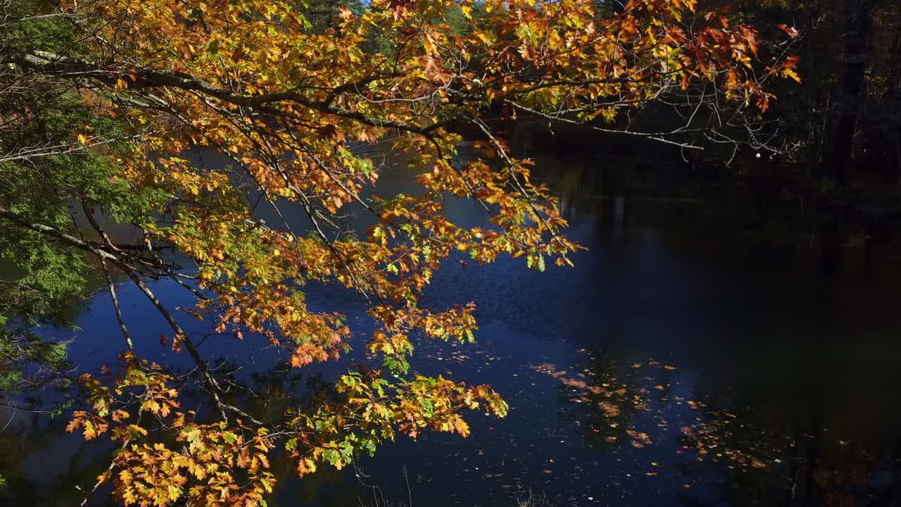 Reflections of Oak leaves on Presumpscott River, Windham, Me