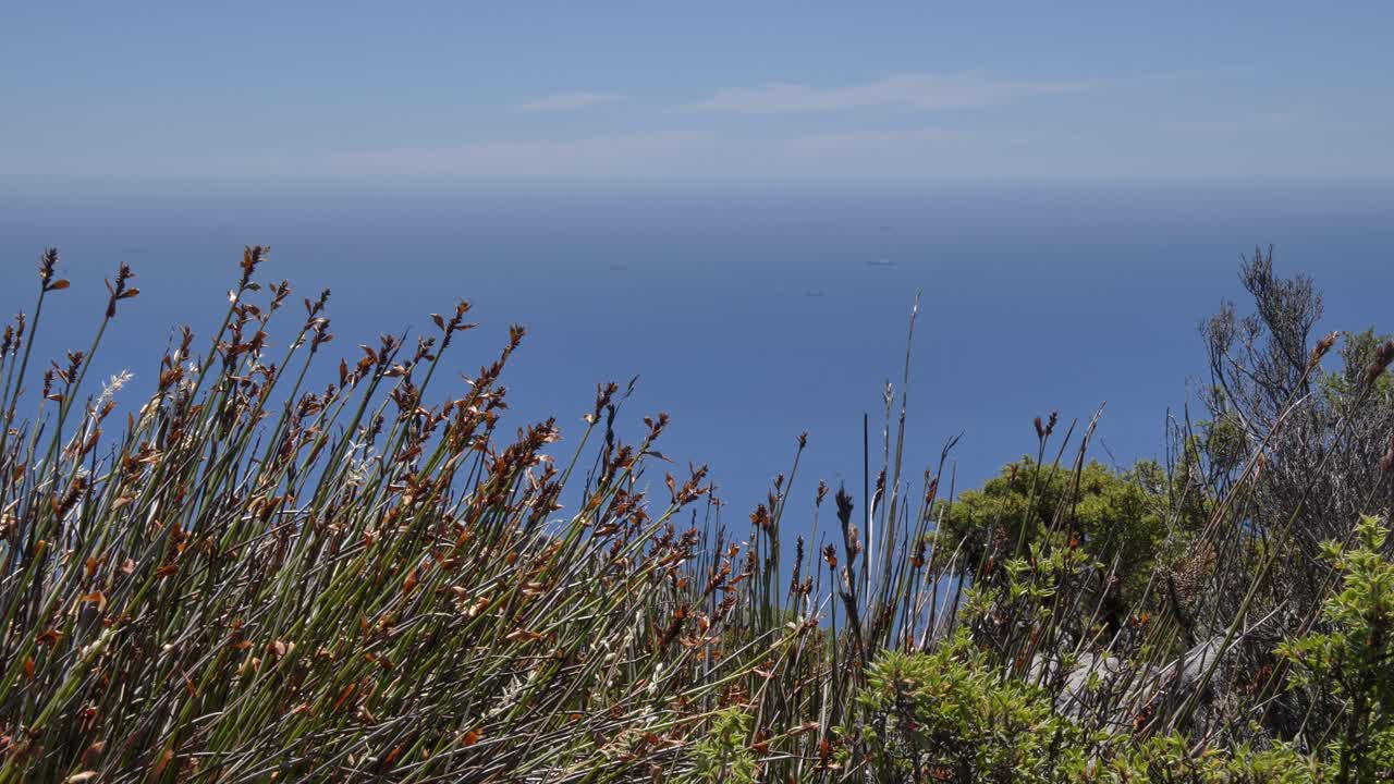 Una vista espectacular tomada desde la Montaña de la Mesa, Ciudad del Cabo, de diversas plantas fynbos meciéndose suavemente con la brisa contra un vasto horizonte de océano azul con barcos navegando en la distancia.