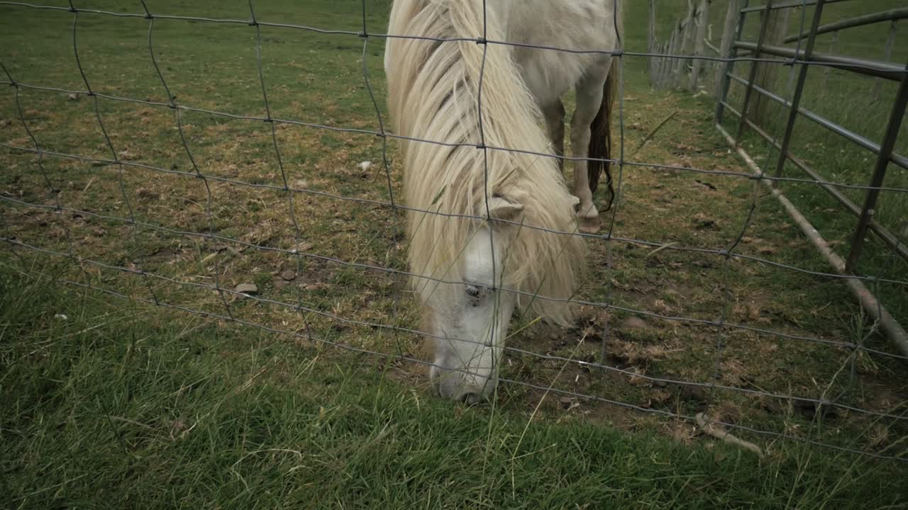 material de archivo tomado de una granja