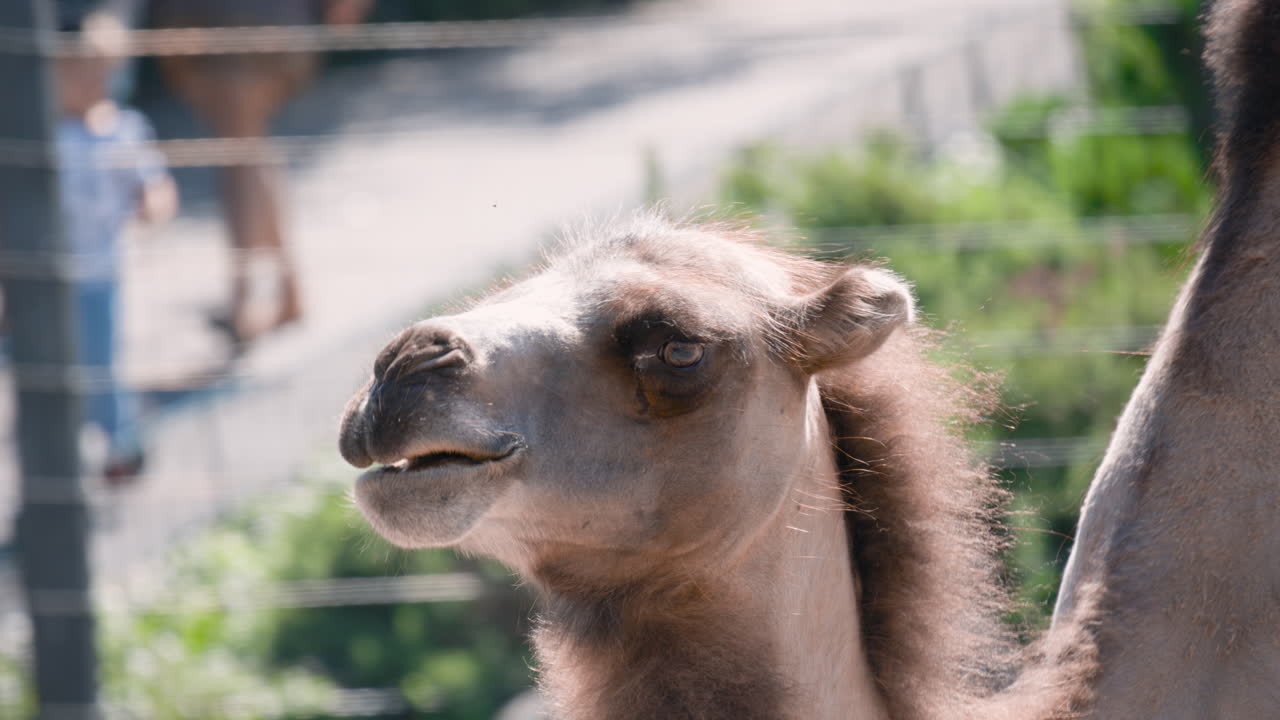 primer plano lateral de un camello bactriano caminando con los visitantes del zoológico en segundo plano.