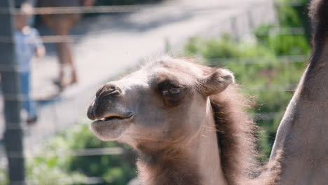 side closeup of bactrian camel walking with zoo visitors in background