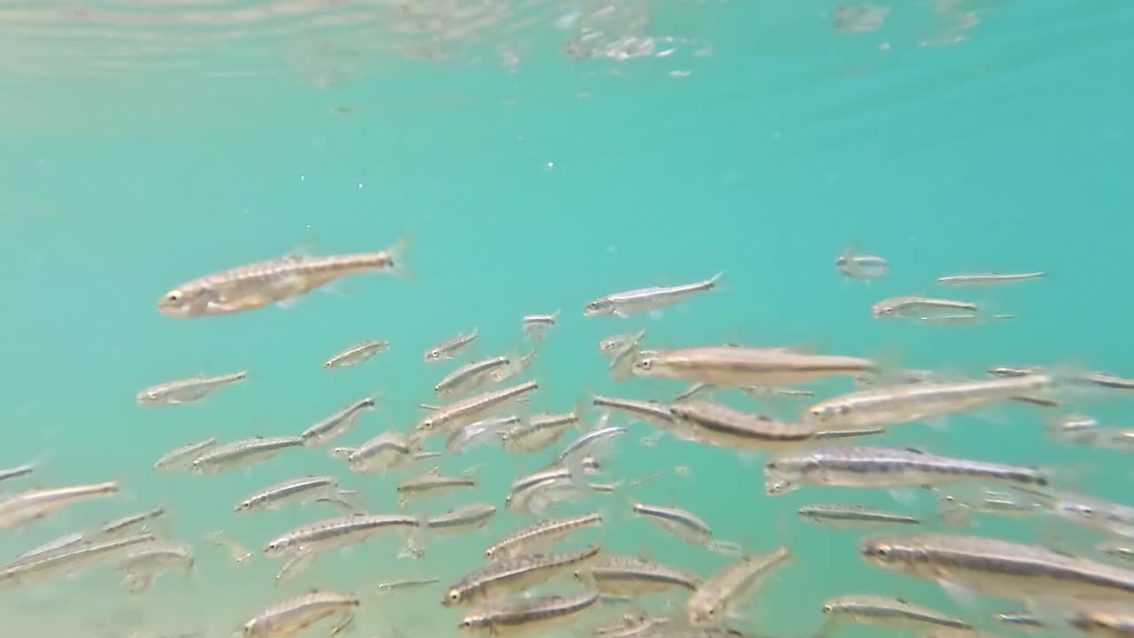 European Minnows Schooling in Lake Devero