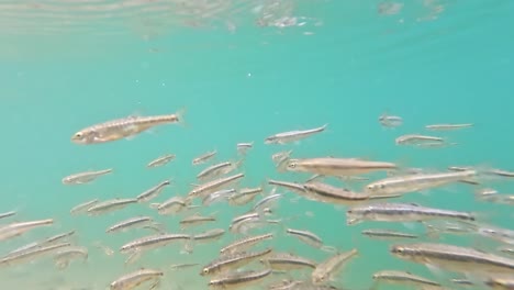 european minnows schooling in lake devero