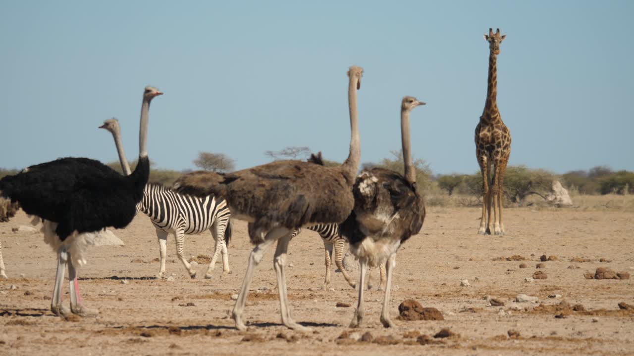 신기루, nxai pan botswana에서 타조 무리와 키 큰 기린 사이의 얼룩말 산책 라인