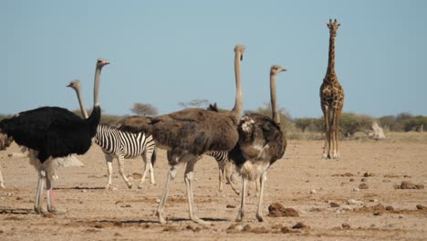 Line-of-Zebra-walk-between-Ostrich-flock-and-tall-Giraffe-in-mirage,-Nxai-Pan-Botswana