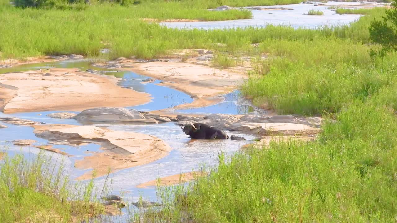 búfalo en un pozo de agua en el lecho de un río