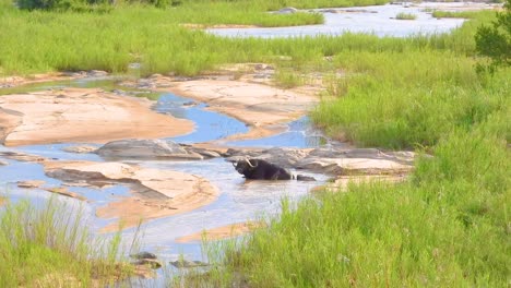 buffalo at a waterhole in a riverbed