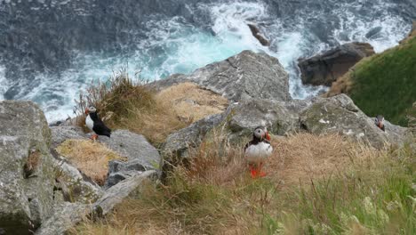 atlantic puffin (fratercula arctica), on the rock on the island of runde (norway).