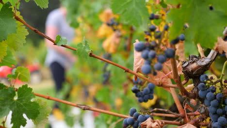 reveal pickers during a grape harvest at a winery ready to be made into delicious wine