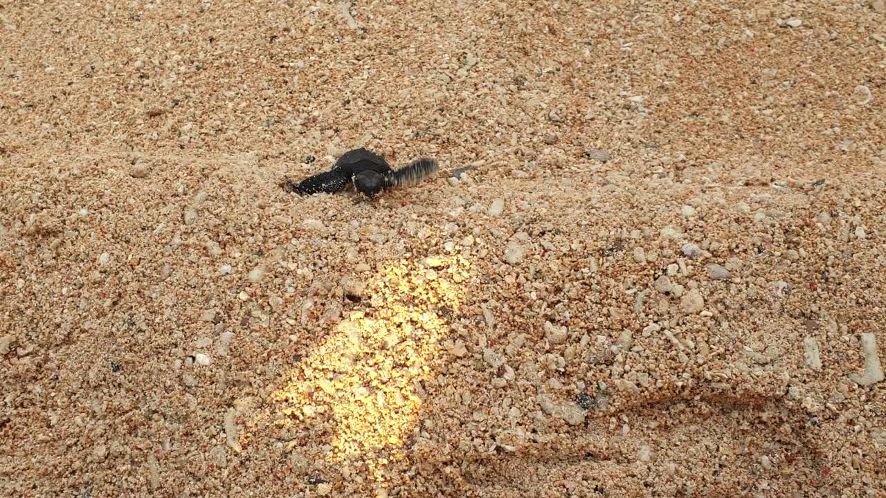 Close up of loggerhead sea turtle hatchling climbing a mini sand dune en-route to the sea for the first time on tropical island of Timor-Leste, Southeast Asia