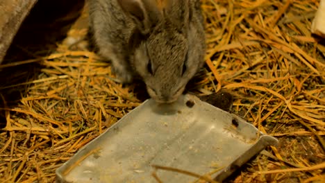 gray rabbit drink water with a tray