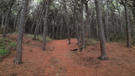 trail-Forest-Pinewoods-by-the-sea,-Tuscany-Italy