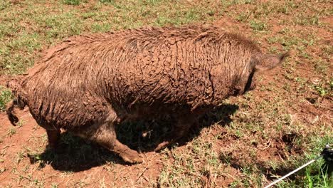 un cerdo peludo explora un área de hierba al aire libre.