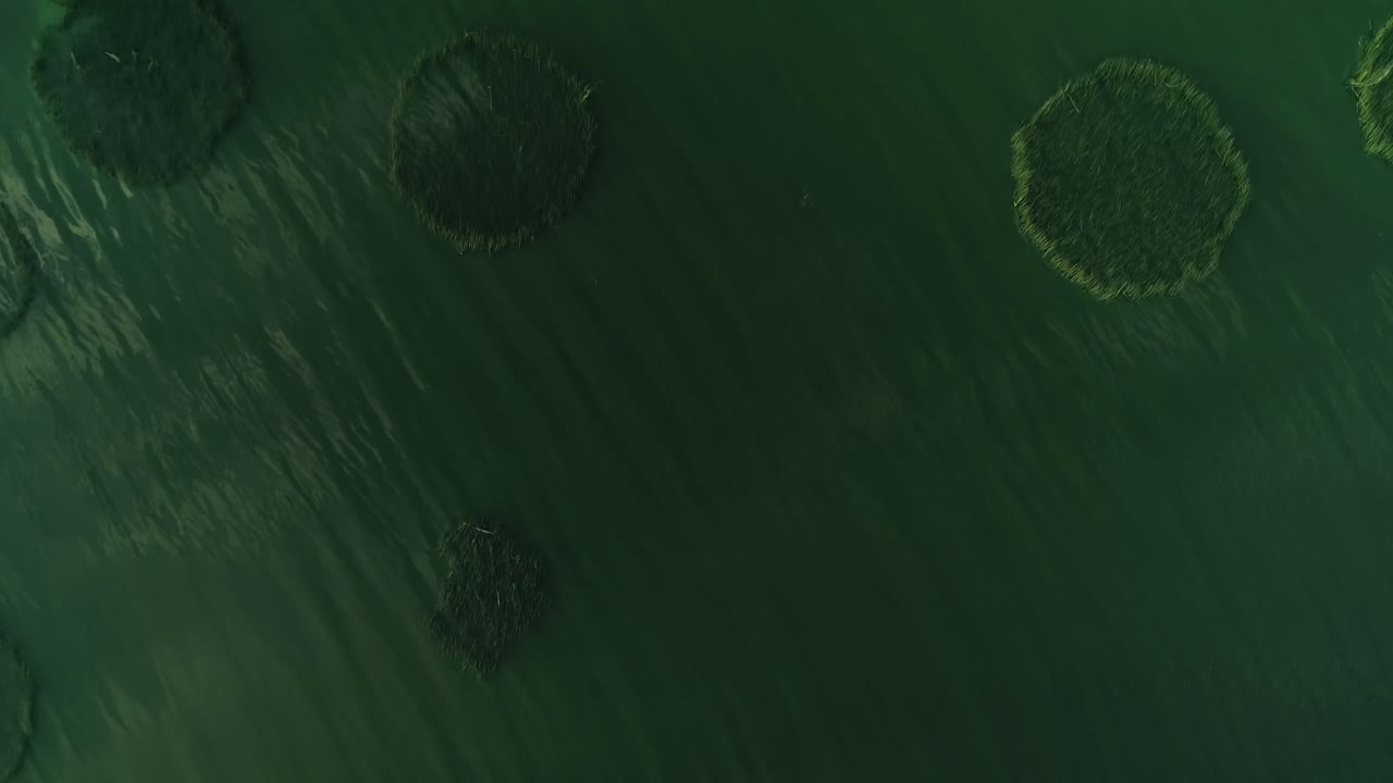 낮 동안 습지 녹색 호수에 있는 갈대의 조감도