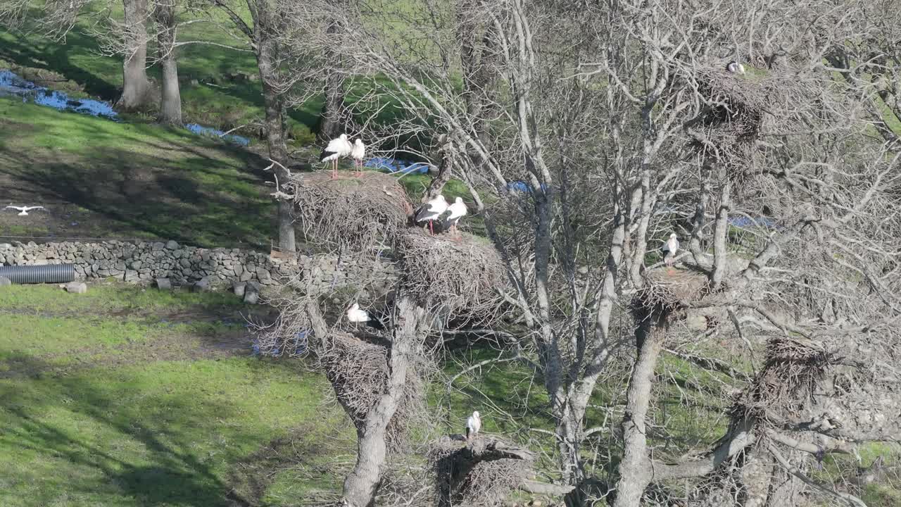 filmación de alta calidad con un dron de un grupo de cigüeñas en los árboles con sus nidos al lado de un arroyo en 70mm y cámara lenta vemos uno descendiendo en vuelo en invierno avila españa