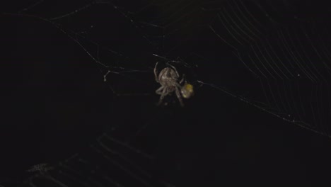 Close-up-Footage-of-a-Spider-Twisting-an-Insect-into-a-Round-Ball