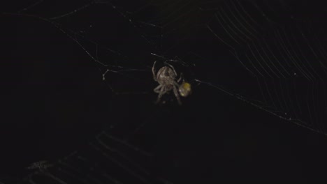 imágenes en primer plano de una araña girando un insecto en una bola redonda
