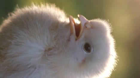 small chicken closeup small chicken closeup