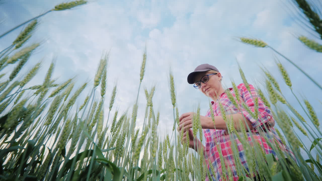 밀을 공부하는 여성 농업 경제학자는 바닥 각도 촬영을 촬영