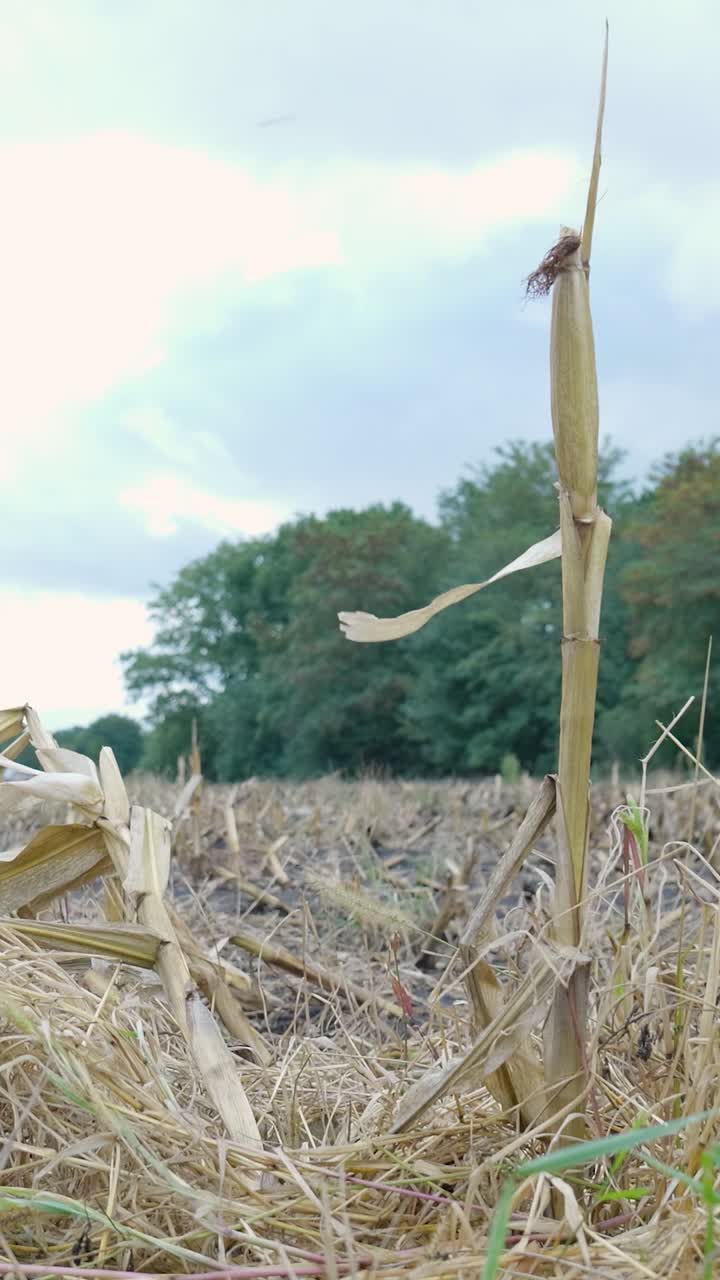 Cornfield After Harvest