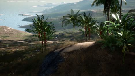 Aerial-View-of-palms-on-sand-dunes-near-the-sea