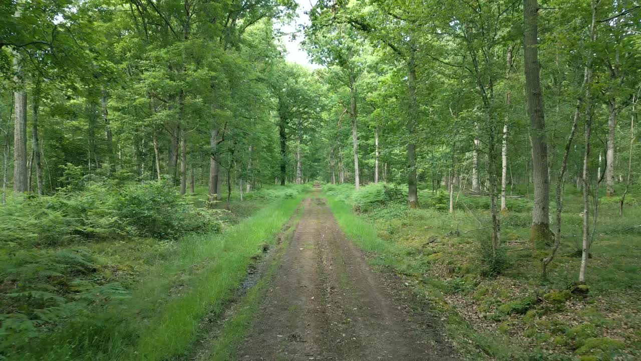 화창한 날 프랑스 노르망디의 숲 한가운데 보도 위로 날아가는 드론의 4k 영화적 자연 영상