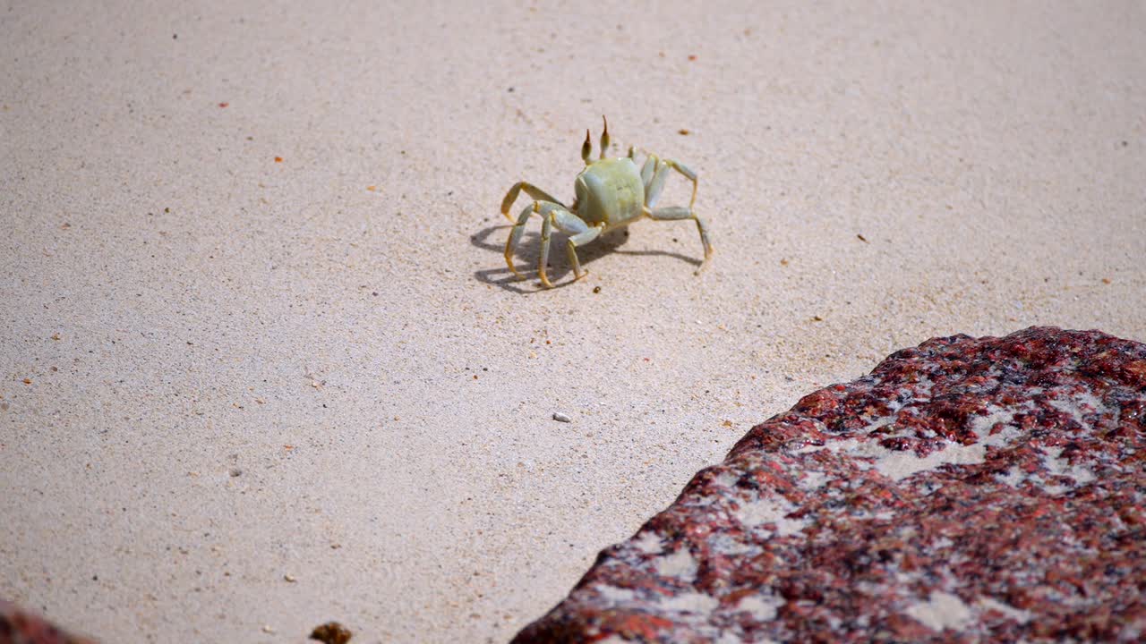 바다  ⁇ 의 바위 클로즈업에 촬영된 크래브