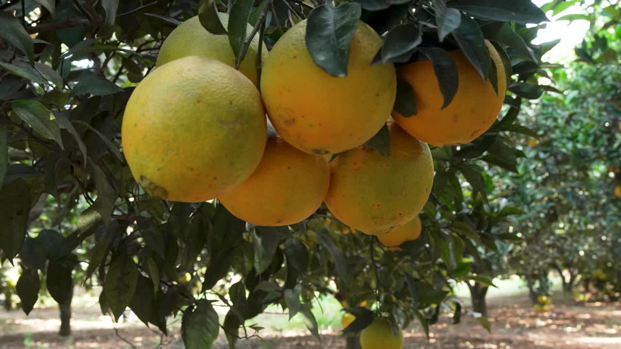 Clusters of ripe oranges hang from sturdy branches in a Maltese orchard, surrounded by healthy green leaves and rich, well-tended soil, showcasing the island’s citrus farming heritage.
