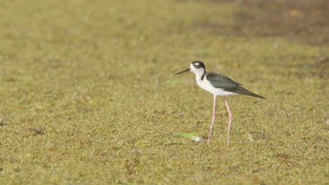 black-necked-stilt-bird-calling-on-seaweed-filled-beach-shore