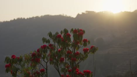 in nepal's jungle, a red rhododendron laligurans