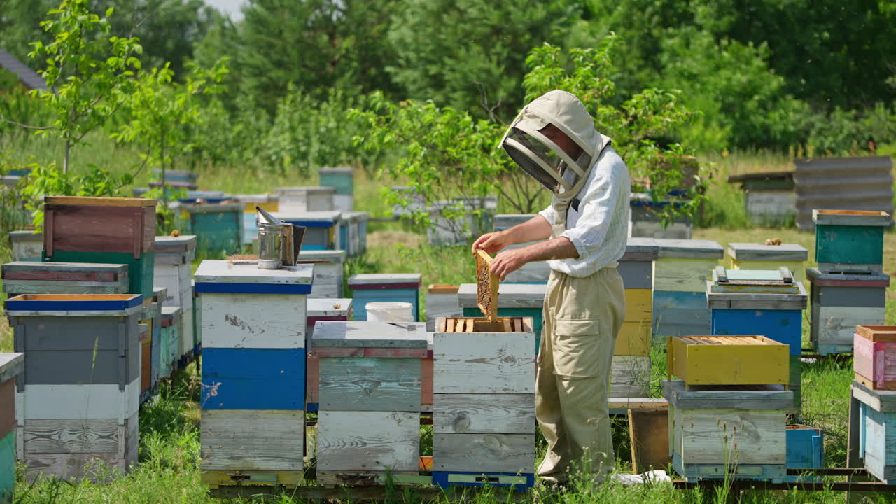 Man apiculturist stands at his little bee farm holding a frame. Apiarist shakes off the honey insects into the hive and takes it away.