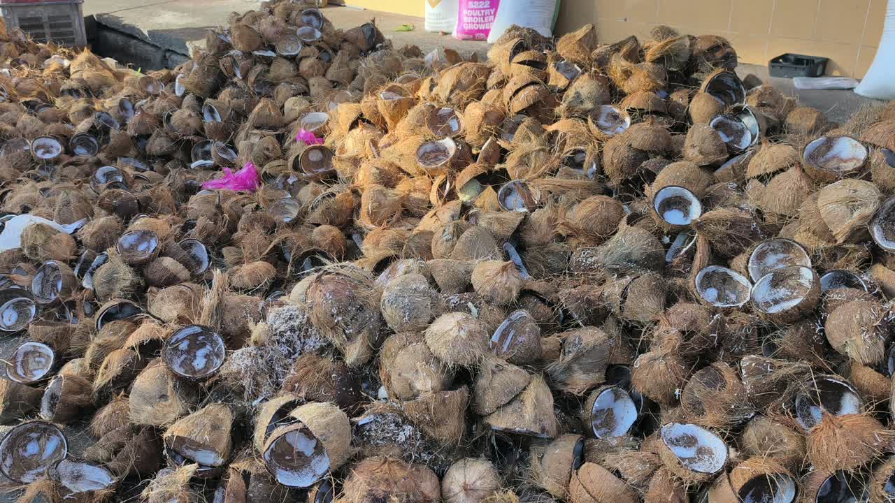 A large pile of discarded coconut shells sits at a collection point. These remains are gathered after milk extraction. They are ready for transport to a factory for recycling