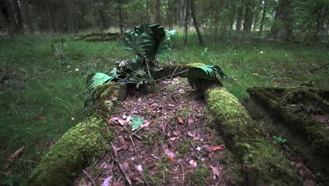 Tumbas-De-Entierro-Cubiertas-De-Maleza-Abandonadas-En-Una-Fila,-Bosque-De-Lituania,-Europa