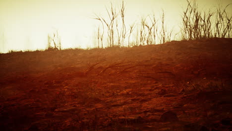 post-apocalyptic landscape: scorched earth and dead trees