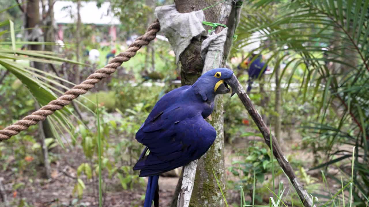 anodorhynchus hyacinthinus encaramado en un palo de madera en el zoológico