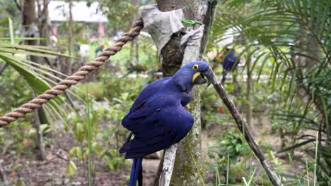 Anodorhynchus-Hyacinthinus-Posado-Sobre-Un-Palo-De-Madera-En-El-Zoológico