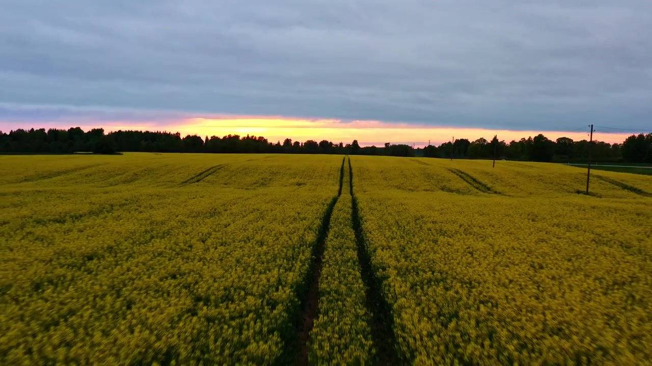 Champ de colza jaune vif avec des traces de pneus de tracteur au coucher du soleil, en vue aérienne arrière.