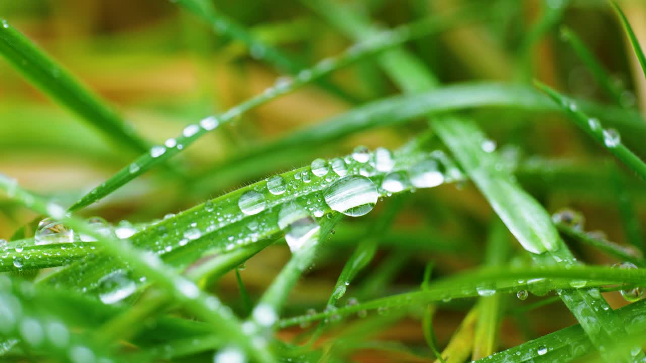 toma macro cinematográfica de 4k de gotas de agua en un poco de hierba en el jardín, de cerca