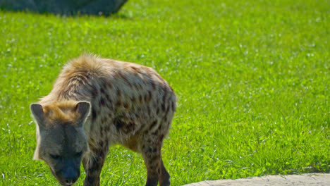 El-Cuidador-Del-Zoológico-Alimenta-Con-Heno-A-Una-Selección-De-Animales.