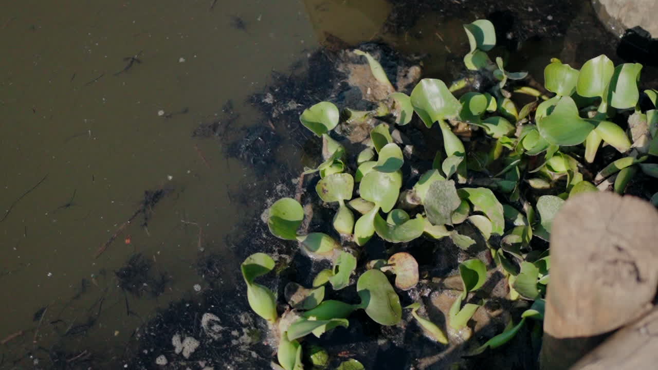 해안 근처의 진 물에서 녹색 수생 식물의 클로즈업