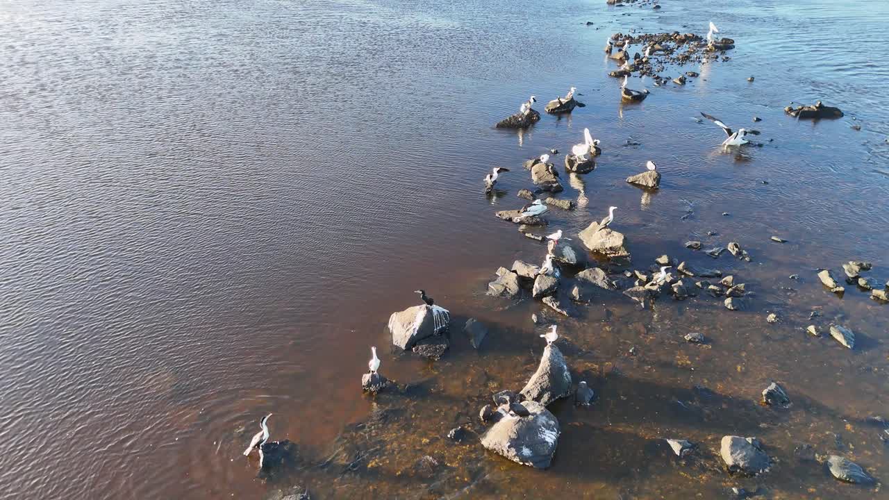 Drone captures birds, including pelicans and cormorants, fishing in a rocky river at Brunswick Heads, Australia, under natural light