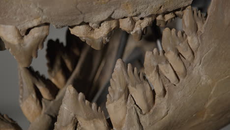 chrysocetus fouadasii skeleton - aquatic dinosaur fossil rack focus close up teeth