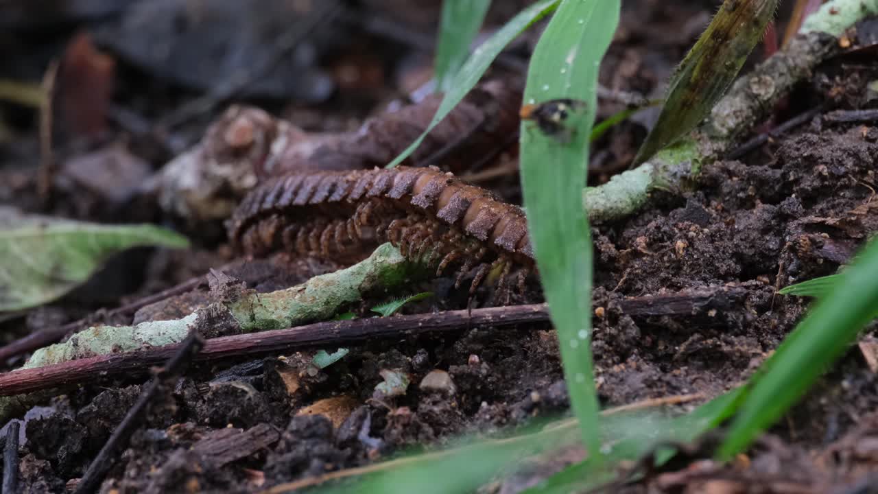 moviéndose hacia la izquierda bajo hojas de hierba y materiales en descomposición como se ve en el suelo del bosque, milpiés, orthomorpha, tailandia