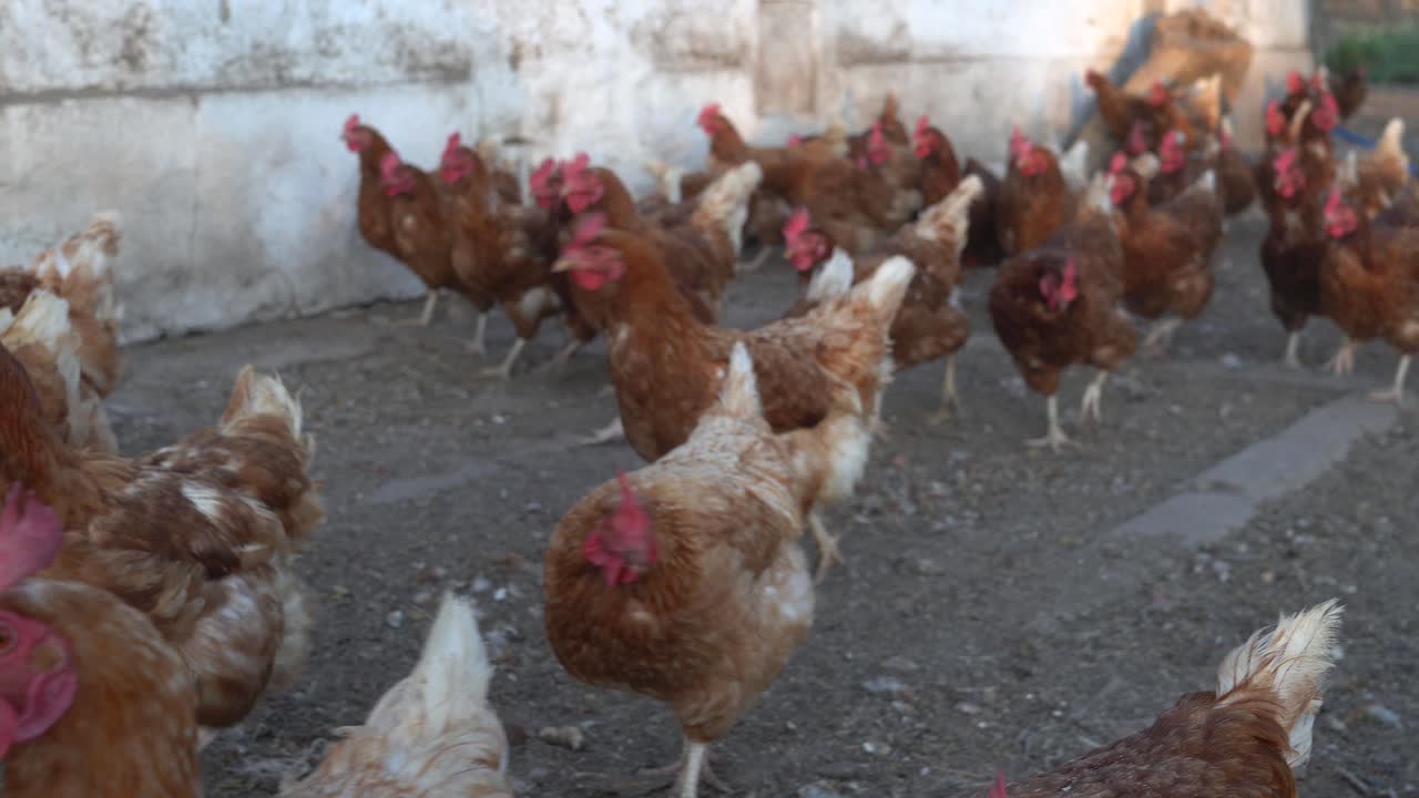 un grupo de gallinas vaga libremente fuera del gallinero