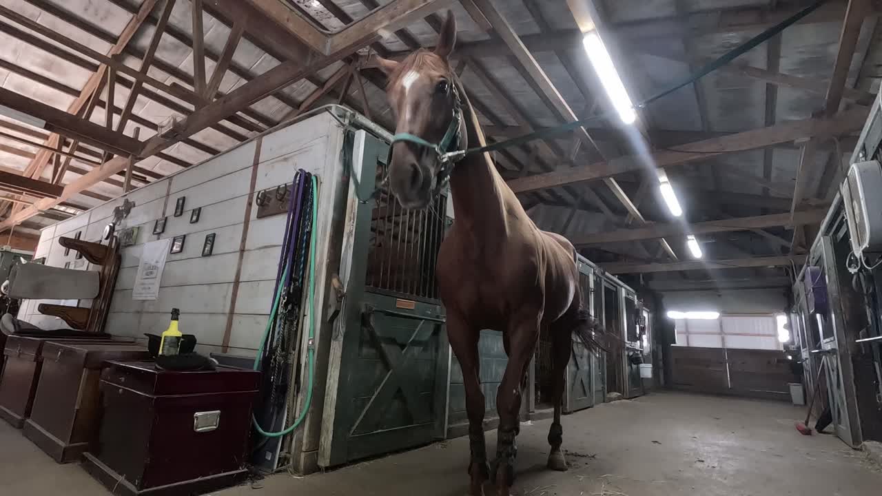 A brown horse in a beautiful stable shaking its head and stomping its hoof in slow motion