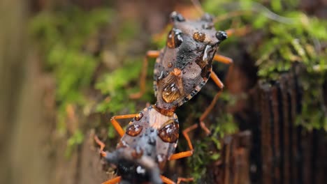 pentatoma rufipes (pentatoma rufipes) to gatunek chroniący w rodzinie pentatomidae, powszechnie występujący w większości europy. mieszka w lasach, lasach, sadach i ogrodach