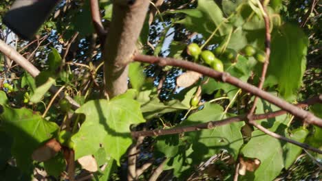 dron choca contra un árbol, se atasca
