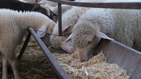 sheep eating hay