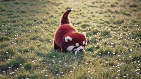 red panda in a meadow