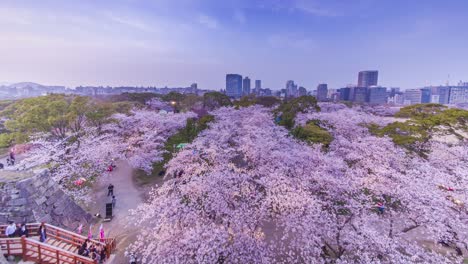 time-lapse of beautiful cherry blossom flowers over urban city in blue sky